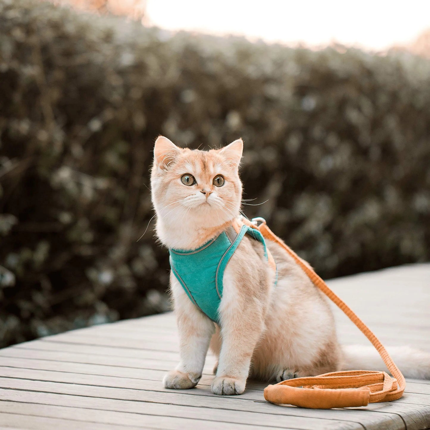 "Escape-Proof Adjustable Cat Harness and Leash Set – Reflective Soft Mesh Vest for Cats, Kittens, Small Dogs & Rabbits"