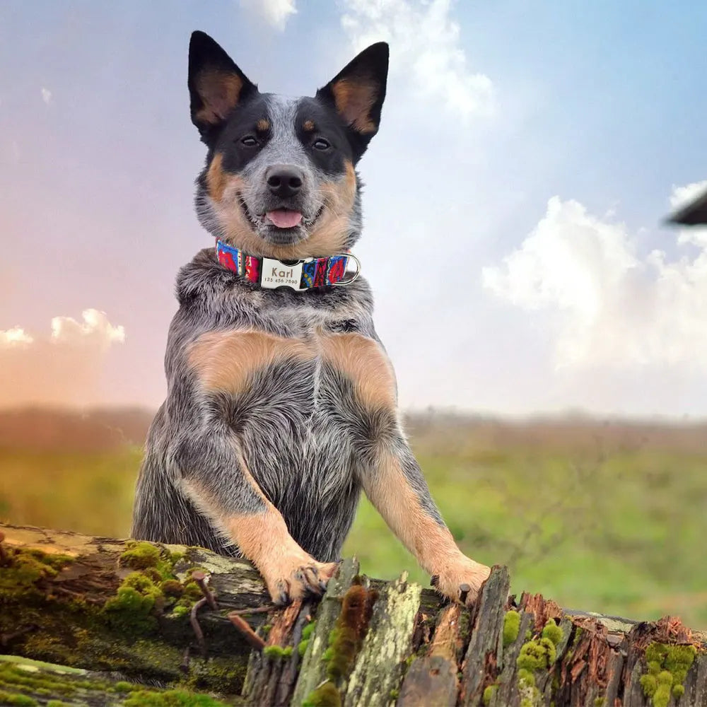 "Personalized Nylon Dog Collar - Custom ID Tag & Engraved Nameplate for Small, Medium & Large Dogs"